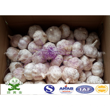 Normal White Garlic 10kgs Carton Packing From China